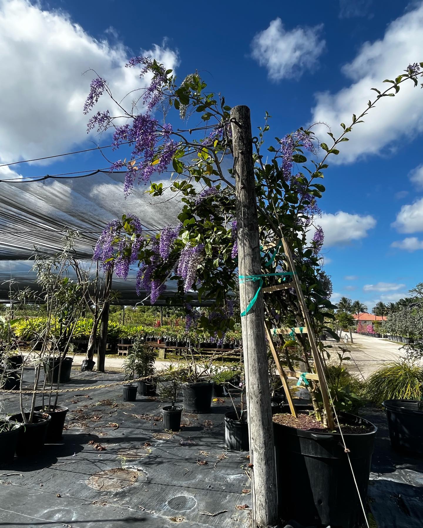 662010187 18400198831147996 3206042015143353815 n